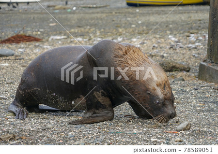 蒙特港南美洲海獅 蒙特港南美洲海獅 78589051