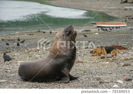 Puerto Montt South American Sea Lion Puerto Montt South American Sea Lion 78589053