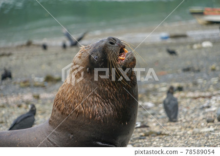 Puerto Montt South American Sea Lion Puerto Montt South American Sea Lion 78589054