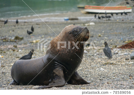 Puerto Montt South American Sea Lion Puerto Montt South American Sea Lion 78589056