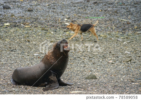 Puerto Montt South American Sea Lion Puerto Montt South American Sea Lion 78589058