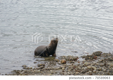 Puerto Montt South American Sea Lion Puerto Montt South American Sea Lion 78589063