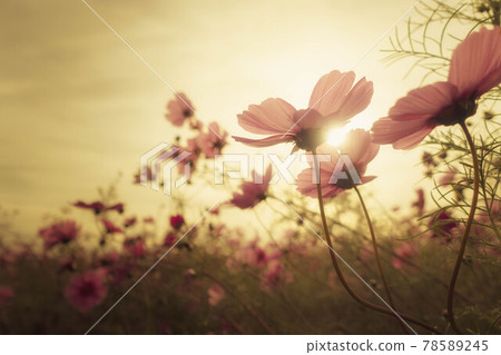 Cosmos field shining in the setting sun 78589245