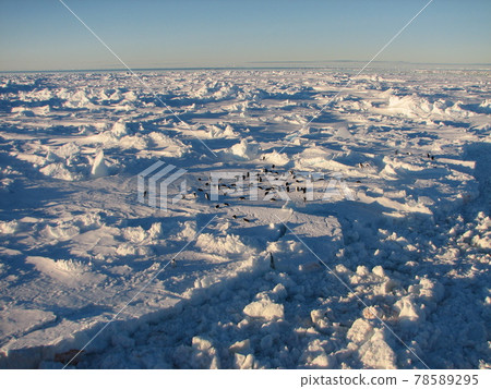 Adelie penguin sleeping in a group Adelie penguin sleeping in a group 78589295