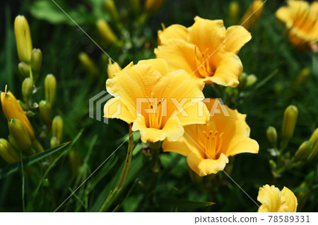 禪宗花園 禪宗花園 78589331