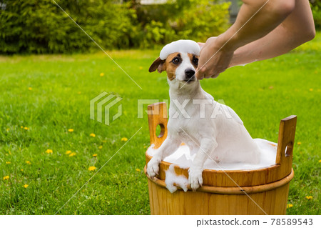 Woman washes her dog Jack Russell Terrier in a wooden tub outdoors. The hostess helps the pet to take a bath. 78589543