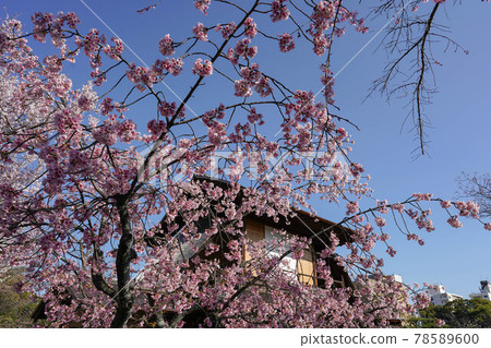 Shosei-en Garden的Bokakaku和櫻花 78589600