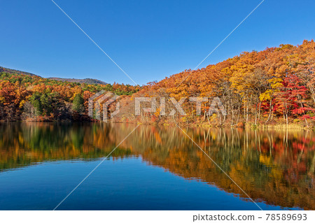 Autumn leaves and blue sky reflected in the water mirror of Nidanuma 78589693