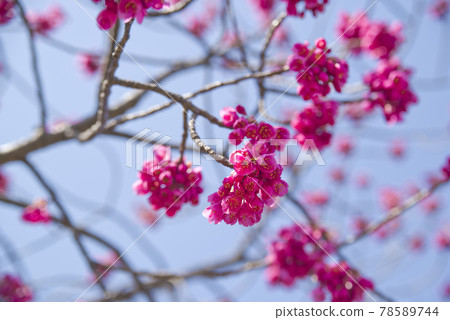 藍天下，公園裡的櫻花盛開，非常漂亮。櫻花的名字是Kanhi-zakura（Kanhi-zakura）。 78589744