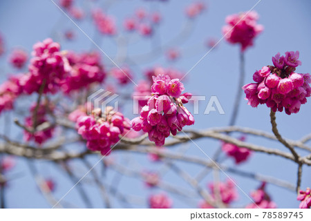 藍天下，公園裡的櫻花盛開，非常漂亮。櫻花的名字是Kanhi-zakura（Kanhi-zakura）。 78589745