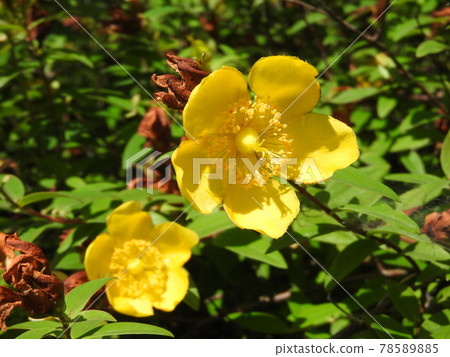 Flowers blooming in the early summer "Hipercam Hide Court" Flowers blooming in the early summer "Hipercam Hide Court" 78589885
