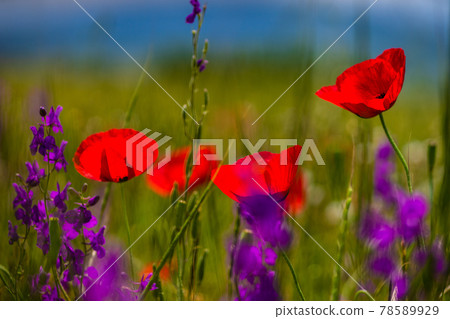 Summer background in poppy field Summer background in poppy field 78589929