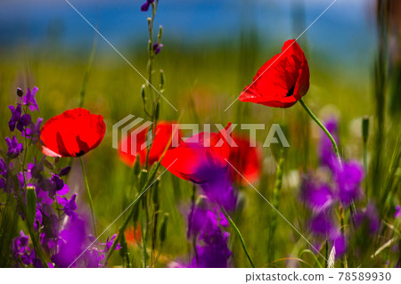 Summer background in poppy field Summer background in poppy field 78589930
