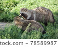 Japanese raccoon dog pair 78589987