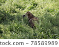 A raccoon dog hiding in the grass 78589989