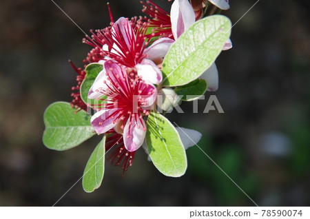 Pretty feijoa flowers Pretty feijoa flowers 78590074