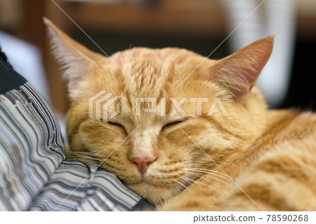 Cat sleeping on grandma's lap Cat sleeping on grandma's lap 78590268
