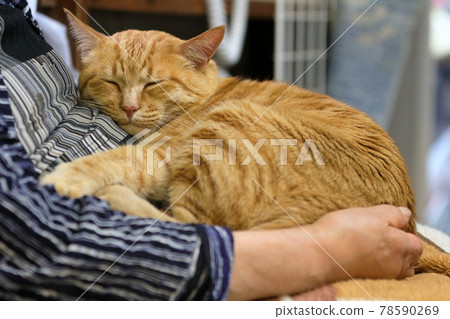 Cat sleeping on grandma's lap Cat sleeping on grandma's lap 78590269