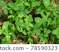 Three leaf clover 78590323