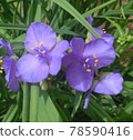 Blue Flower 78590416