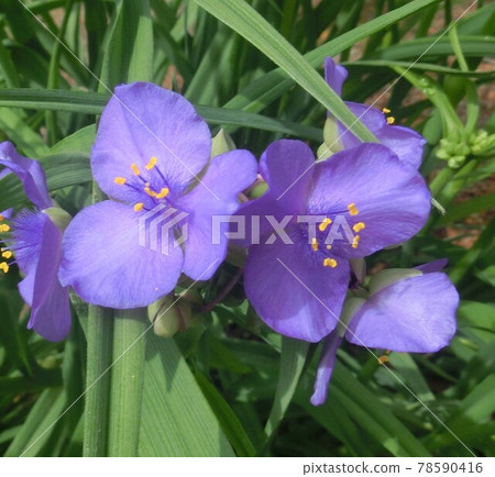 藍色的花 藍色的花 78590416