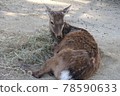 Lying deer 78590633