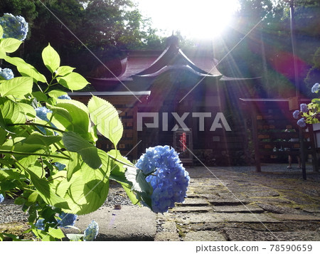 Hydrangea in full bloom Hydrangea Deshiomonjudo Hydrangea in full bloom Hydrangea Deshiomonjudo 78590659