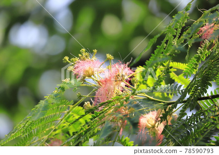 The flowers of the silk tree that sleeps until the evening of flowering time 78590793