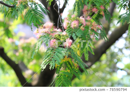 The flowers of the silk tree that sleeps until the evening of flowering time The flowers of the silk tree that sleeps until the evening of flowering time 78590794