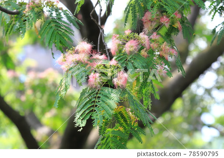 The flowers of the silk tree that sleeps until the evening of flowering time The flowers of the silk tree that sleeps until the evening of flowering time 78590795