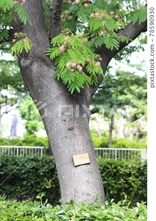 The flowers and trunk of the silk tree that sleeps until the evening of flowering time The flowers and trunk of the silk tree that sleeps until the evening of flowering time 78590930