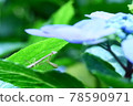 螳螂與繡球花田園 78590971