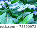 鐮刀和繡球花田園 78590972