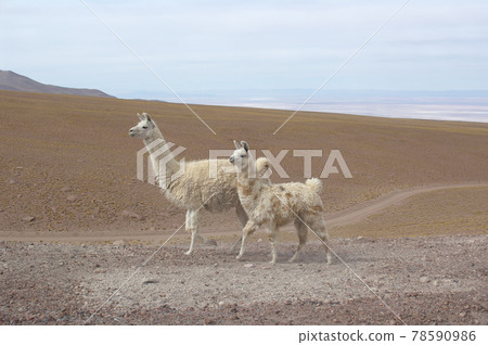 走在阿塔卡馬高地的兩隻美洲駝 走在阿塔卡馬高地的兩隻美洲駝 78590986