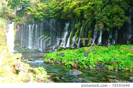 日本三大瀑布之一的伊豆白絲瀑布(世界遺產)【靜岡縣富士宮市】 日本三大瀑布之一的伊豆白絲瀑布(世界遺產)【靜岡縣富士宮市】 78591640