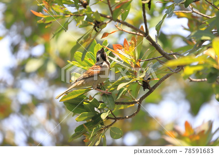 Sparrows singing cheerfully 78591683