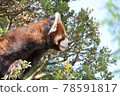 Redress Panda on a tree 78591817