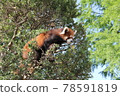 Look into a lesser panda 78591819