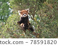 Red panda climbing a tree 78591820