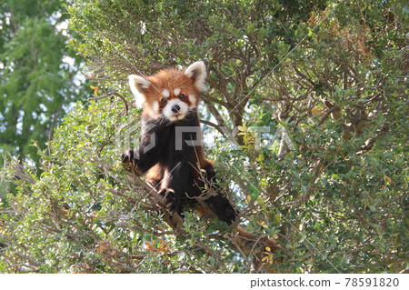 Red panda climbing a tree Red panda climbing a tree 78591820