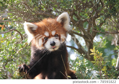 Lesser panda to take out tongue 78591822