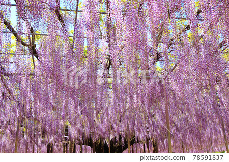 Ashikaga is a flower park Oto Ashikaga is a flower park Oto 78591837