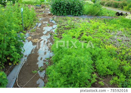 Path in the field Path in the field 78592016