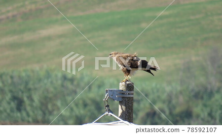 Common buzzard Common buzzard 78592107