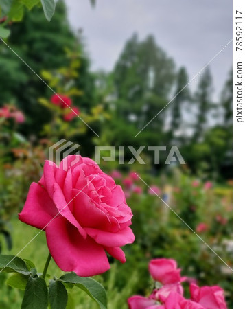 公園裡盛開的玫瑰花 公園裡盛開的玫瑰花 78592117