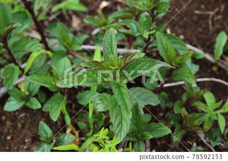 Peppermint Peppermint 78592153