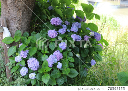 Hydrangea flowers blooming in the park in early summer Hydrangea flowers blooming in the park in early summer 78592155