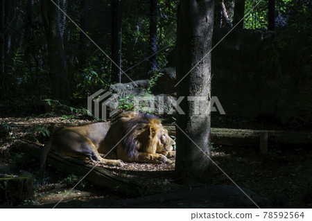 Yoko Yokohama Zoo Zoorasia Indian Lion 78592564
