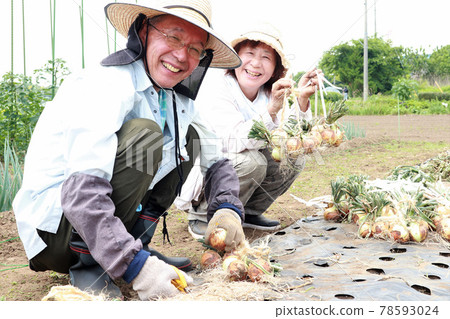 收穫蔥的資深夫婦 78593024