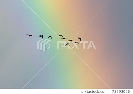 一群鳥（鴨）在大彩虹後面飛翔 78593066